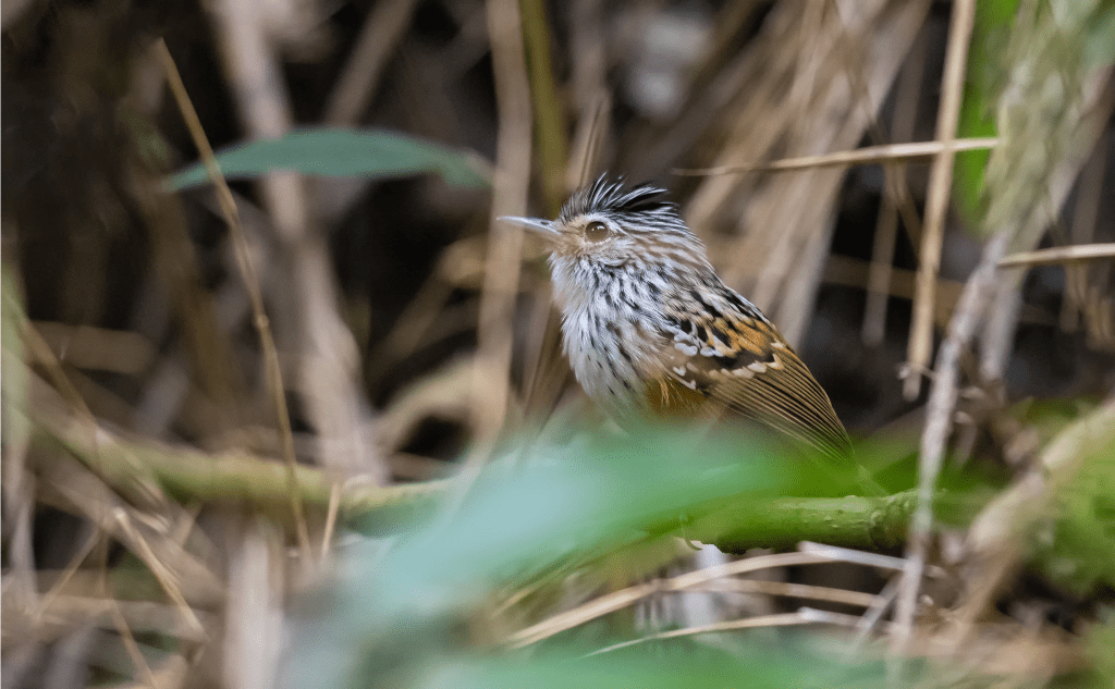 Pájaro hormiguero de Klages en su hábitat natural de matorral húmedo