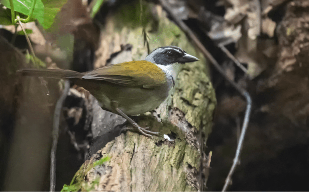 Perija Brushfinch Arremon perijanus