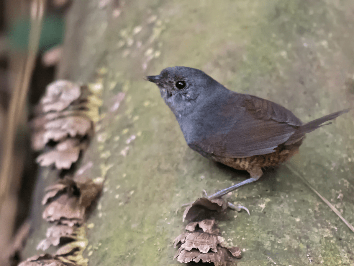 El tapaculo del Perijá (Scytalopus&nbsp;perijanus)