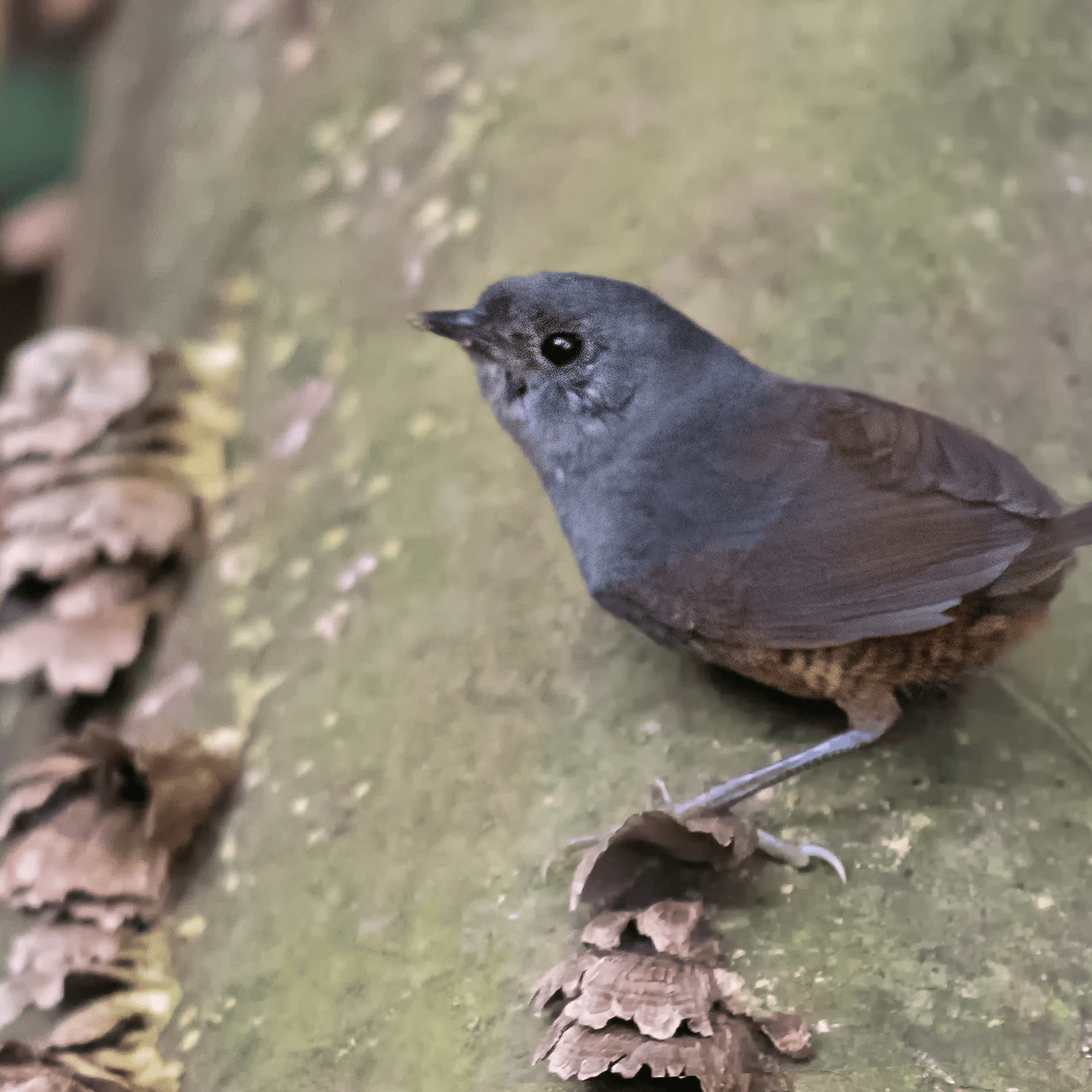 Perija Tapaculo Scytalopus perijanus