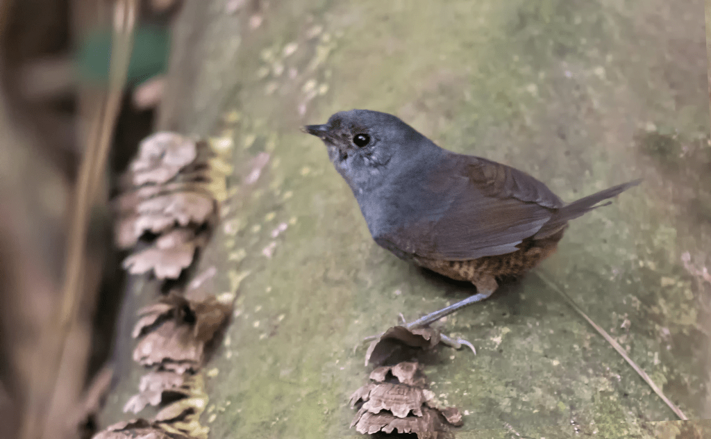 El tapaculo del Perijá (Scytalopus&nbsp;perijanus)
