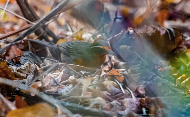 Rhodinocichla rosea Rosy Thrus-Tanager Rosita canora