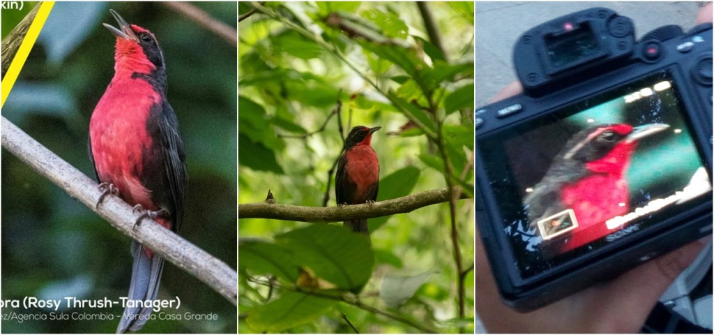 Un instante con la rosita canora (Rhodinocichla&nbsp;rosea)