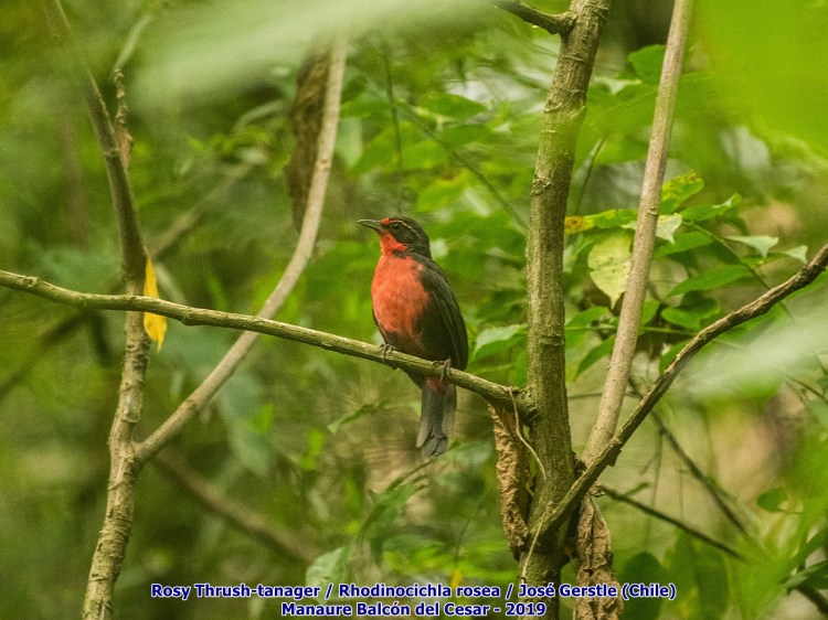 Rosita Canora (Rosy Thrush-Tanager) Manaure Cesar