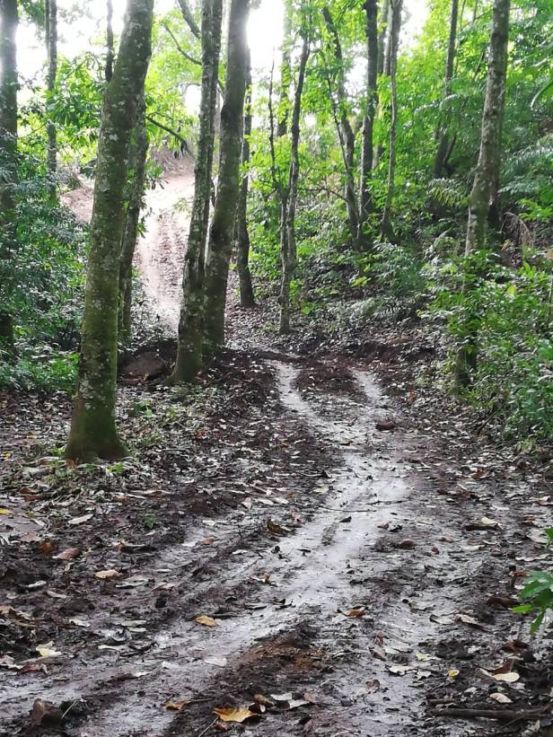 Camino abierto con buldocer en el bosque