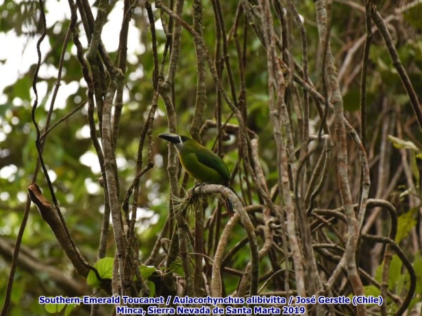 Tucancito Esmeralda (Southern-Emerald Toucanet) Minca Santa Marta