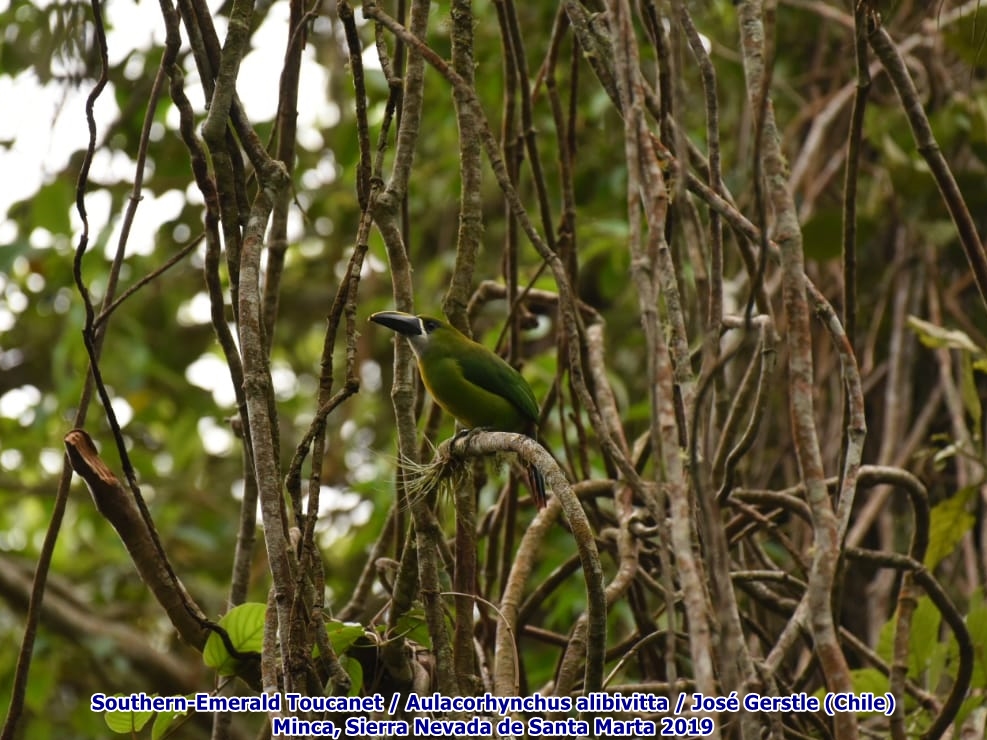 Tucancito Esmeralda (Southern-Emerald Toucanet) Minca Santa Marta