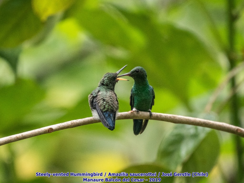 Temporada de birding 2024 | Proyecto&nbsp;Ecojugando