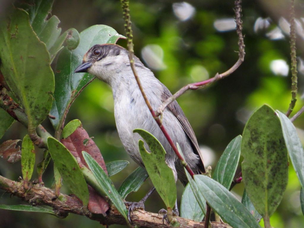 Atlapetes blancae sergio Chaparro