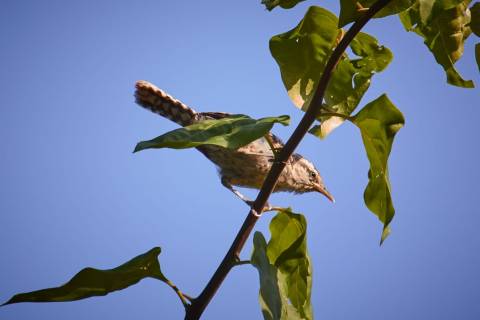 pajaro cucarachero sobre una rama