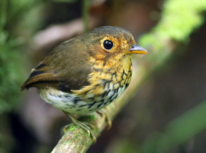 Grallaricula lineirostris