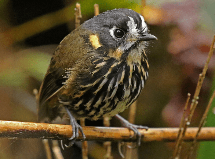 Grallaricula lineifrons