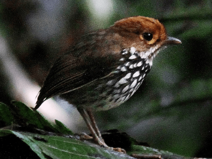 Tororoi peruano grallaricula peruviana