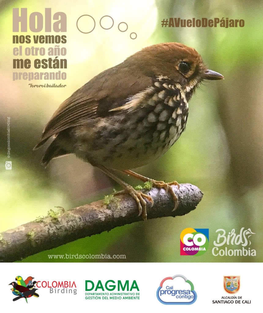 El tororoi bailador, una posible especie nueva en los farallones de&nbsp;Cali