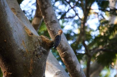 pajaro carpintero picoteando