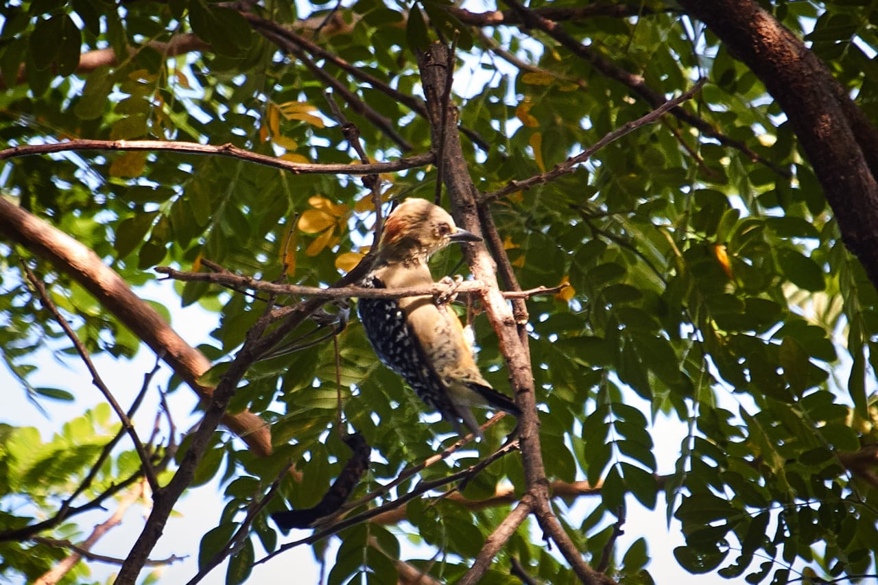Carpinterito picoteando arbol
