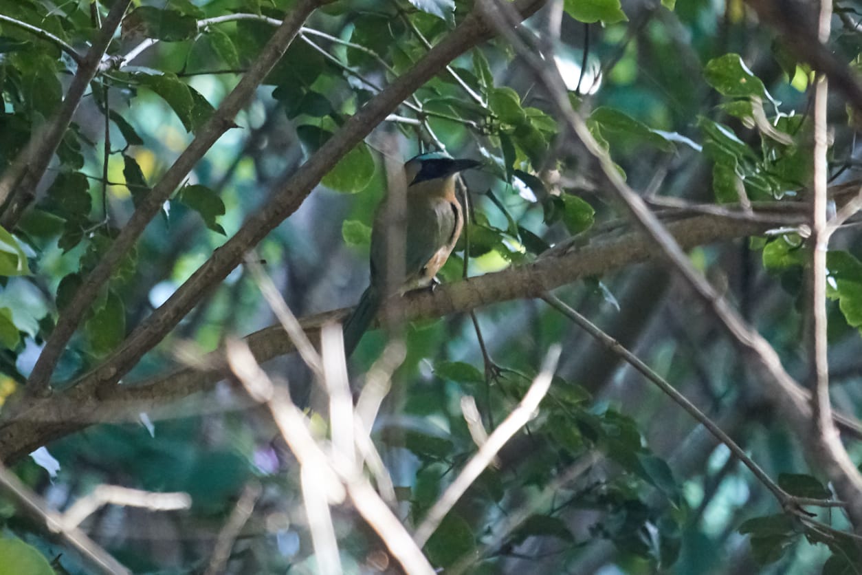 Barranquero en el bosque