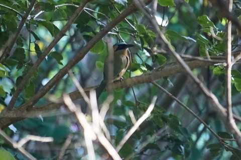 Barranquero en el bosque