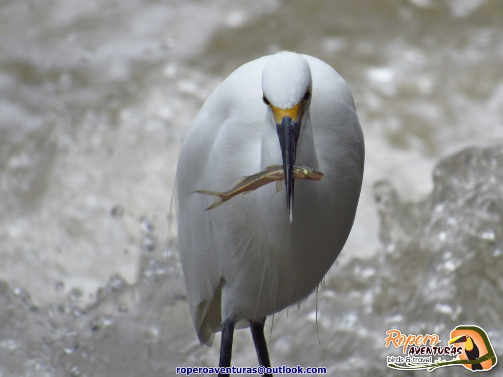 Garcita pescando en el rio