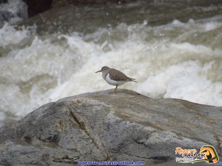 Spotted Sandpiper en Colombia