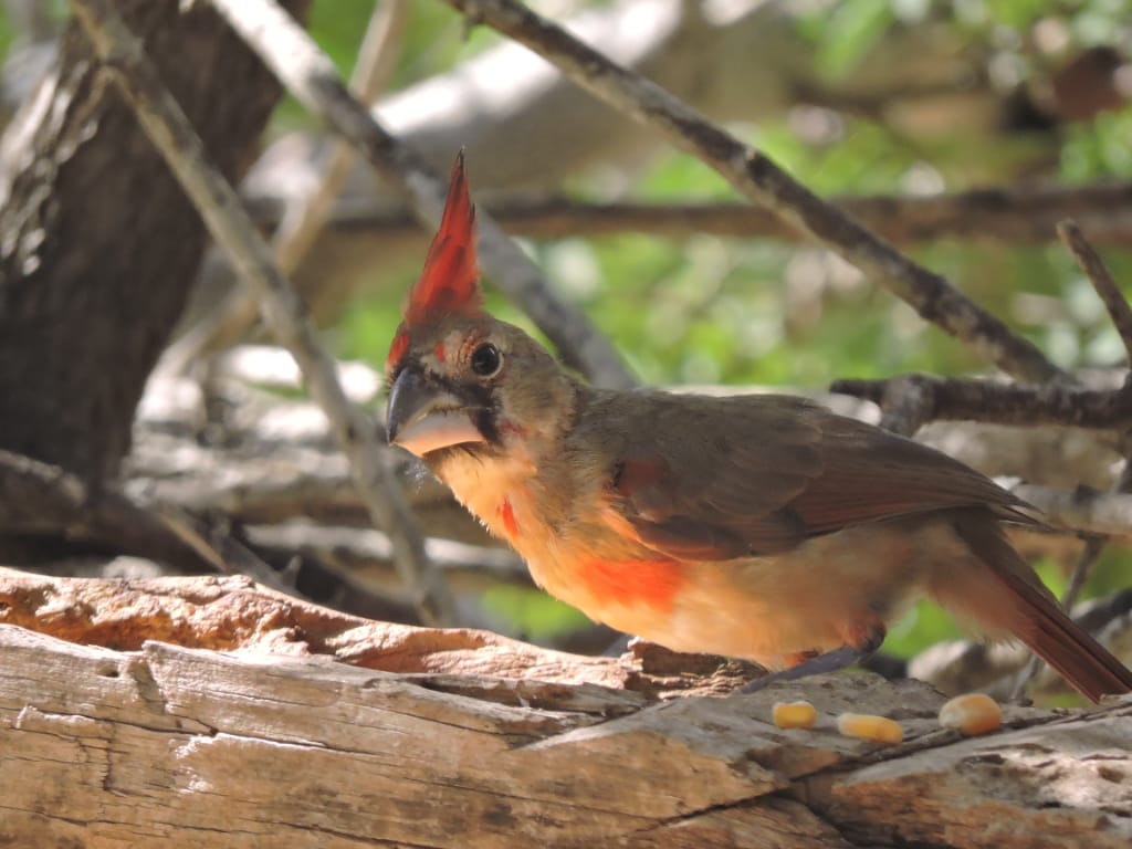 Hembra del pájaro cardenal guajiro en su hábitat natural.