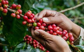 Cualidades del grano de&nbsp;café