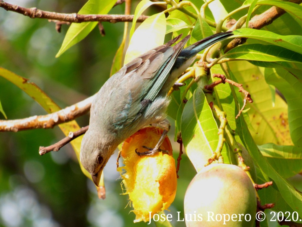 Pajaro azulejo glauco