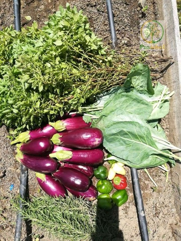 Cortesía Asociación Proárbol.
