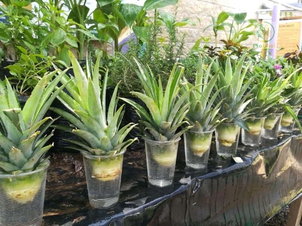 Cortesía Asociación Proárbol.