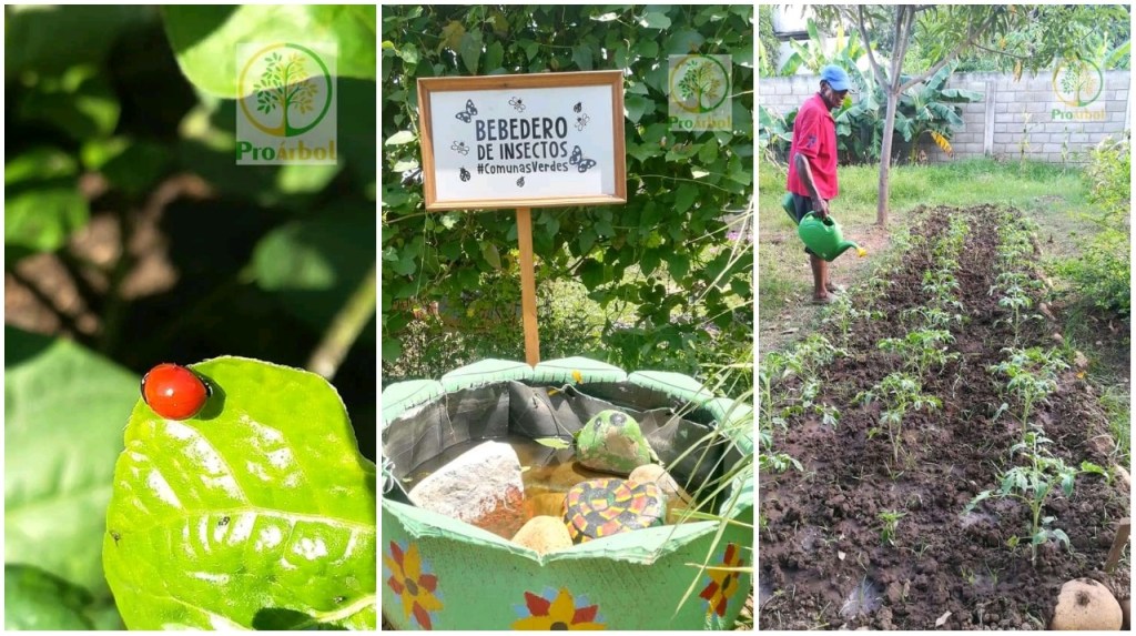 Los huertos comunitarios, orgánicos y sostenibles de Valledupar | Episodio 3