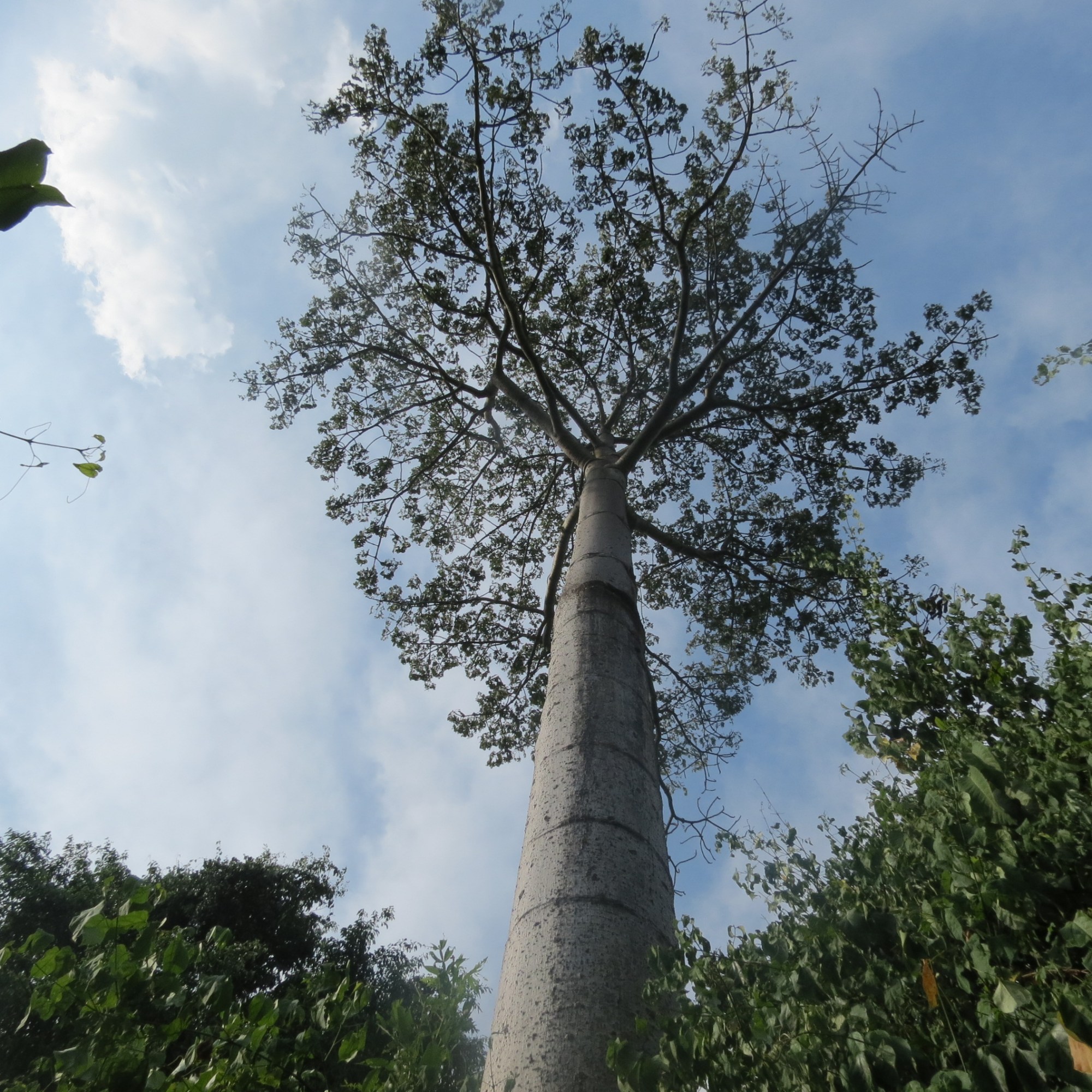 Arbol adulto de macondo