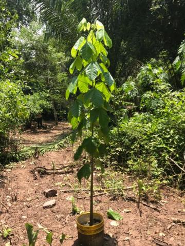 Arbol de macondo transplantado