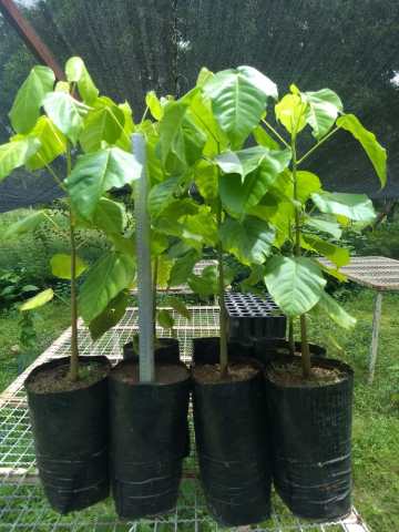 Plantas en el semillero forestal