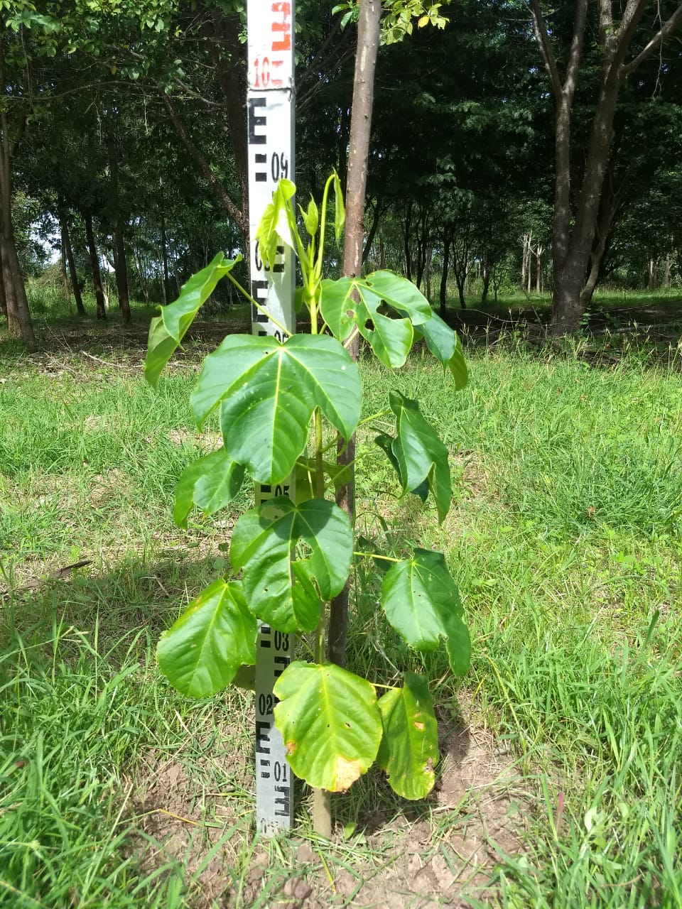 Arbol de macondo transplantado