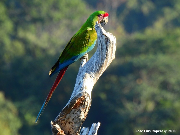Guacamaya posada sobre un tronco seco con bosque al fondo
