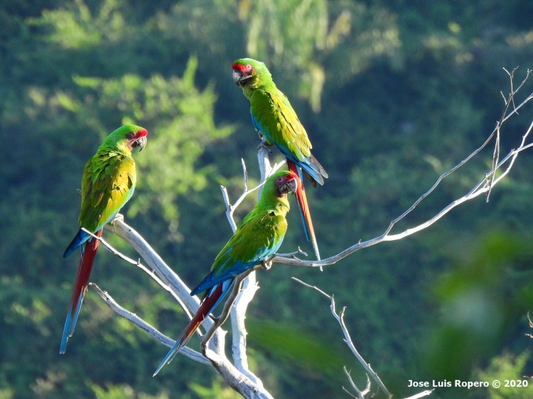 Grupo de tres Guacamayas sobre un tronco seco con bosque al fondo