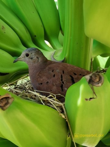 Nido de paloma en un racimo de plátanos