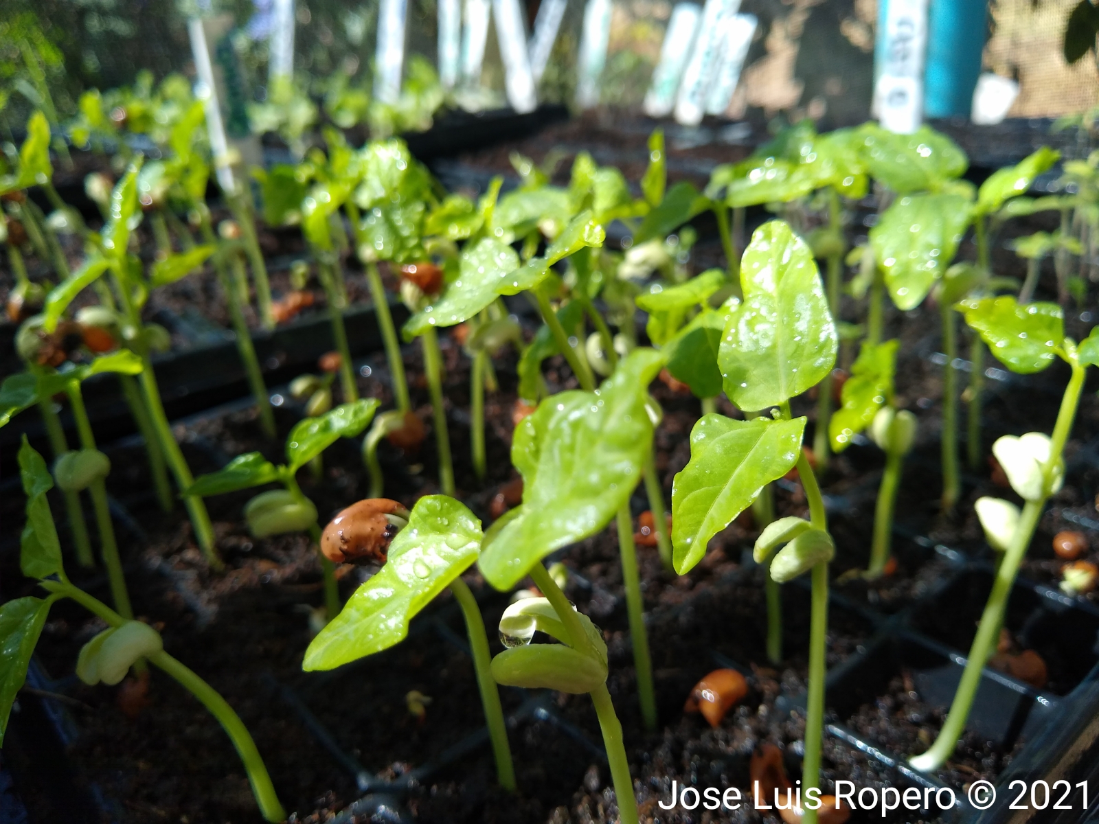 Plantulas de habichuela