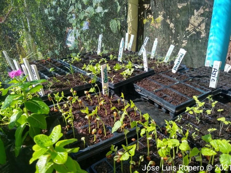 Plantulas germinando para ser transplantadas
