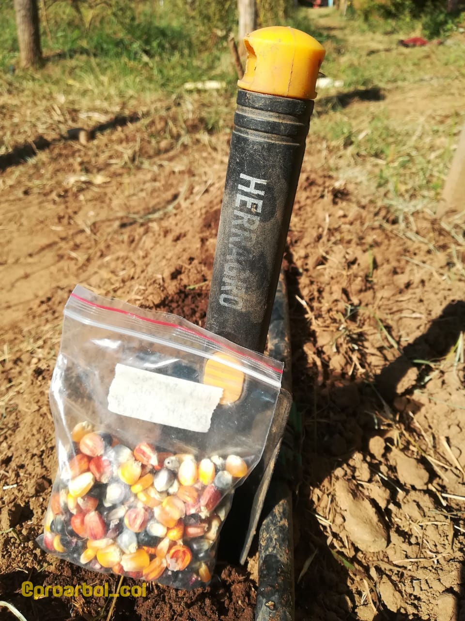 Variedades nativas de Semillas de maiz