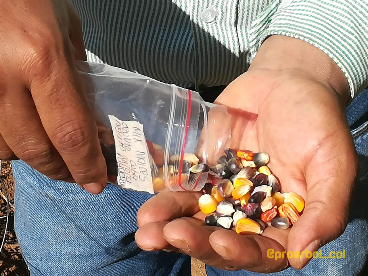 Semillas de Maiz nativo de colores