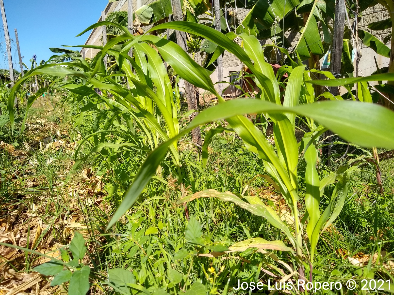 Plantas pequeñas de maiz de colores