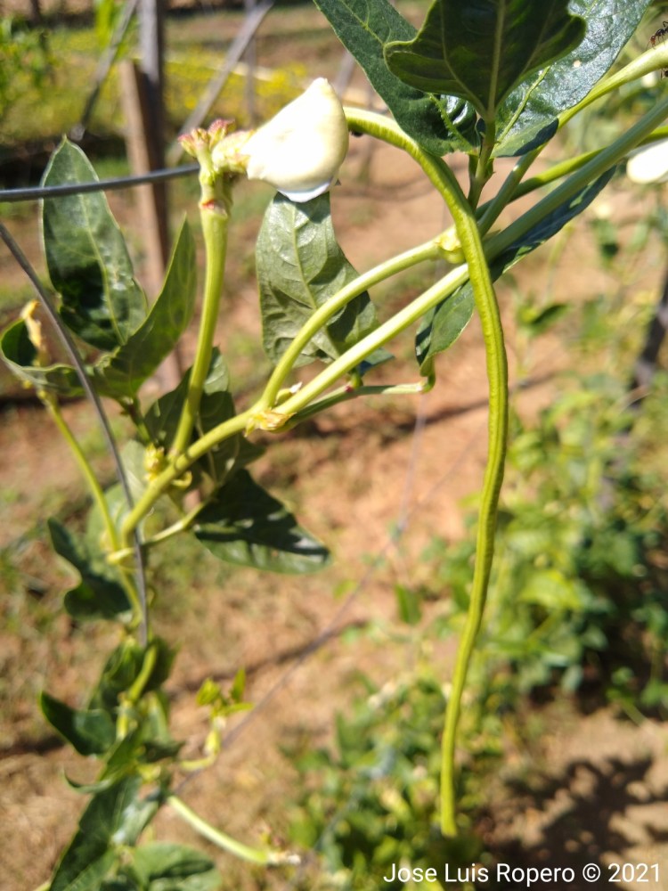 Vaina de habichuela criolla