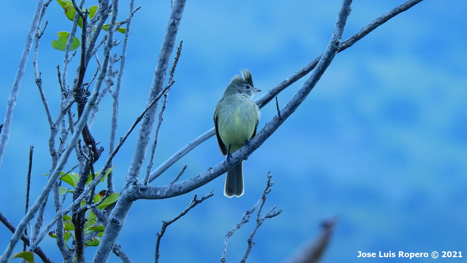 Pajaro sobre la rama de un arbol al amanecer