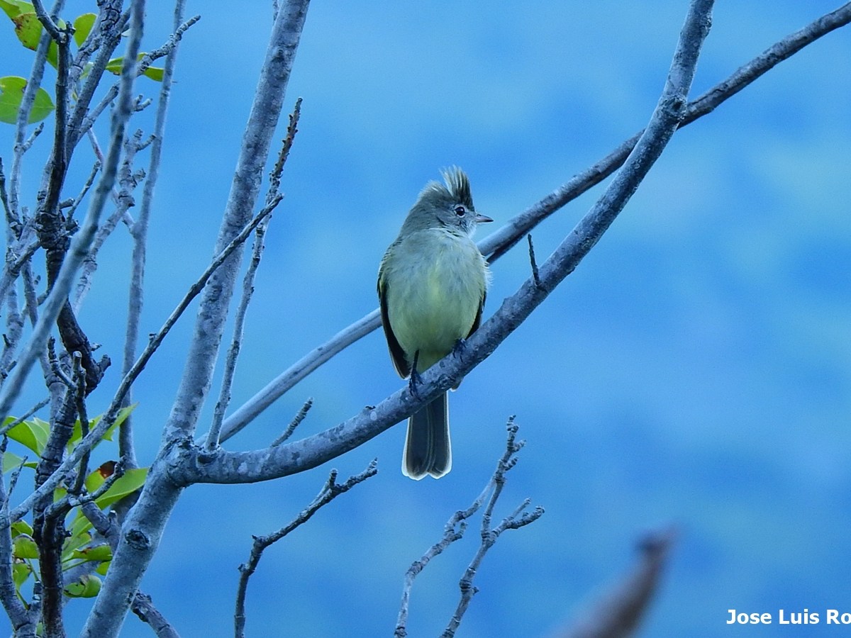 Elaenia copetona o clarodia (Elaenia flavogaster – Yellow-bellied&nbsp;Elaenia)