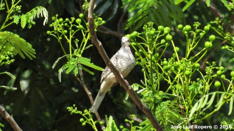 Paloma blanca posada entre la vegetacion