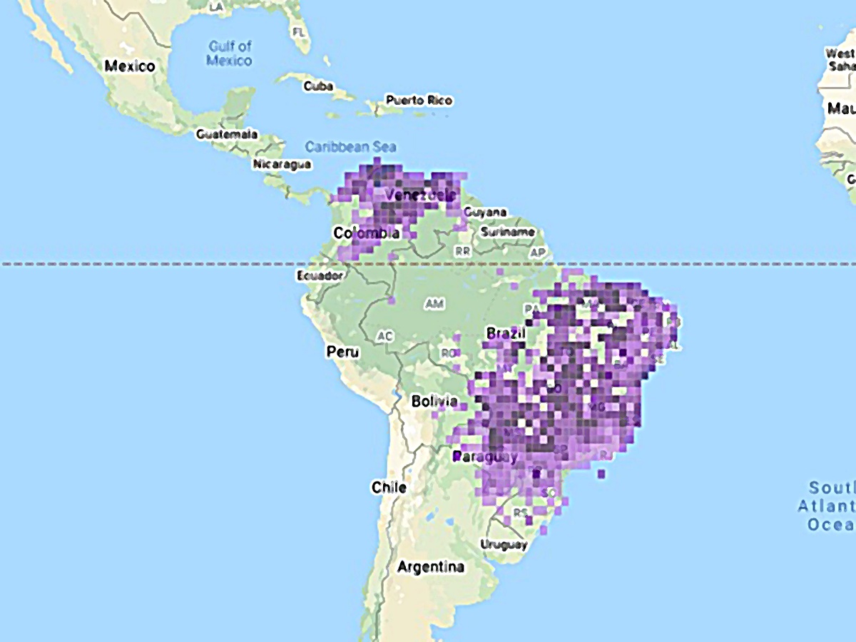 Mapa de la distribucion de la paloma en suramerica