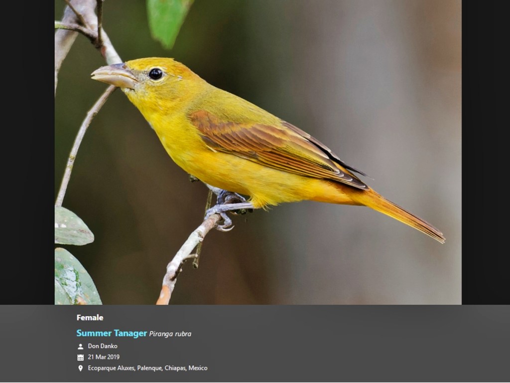 Ave de color amarillo y verde posada sobre una rama