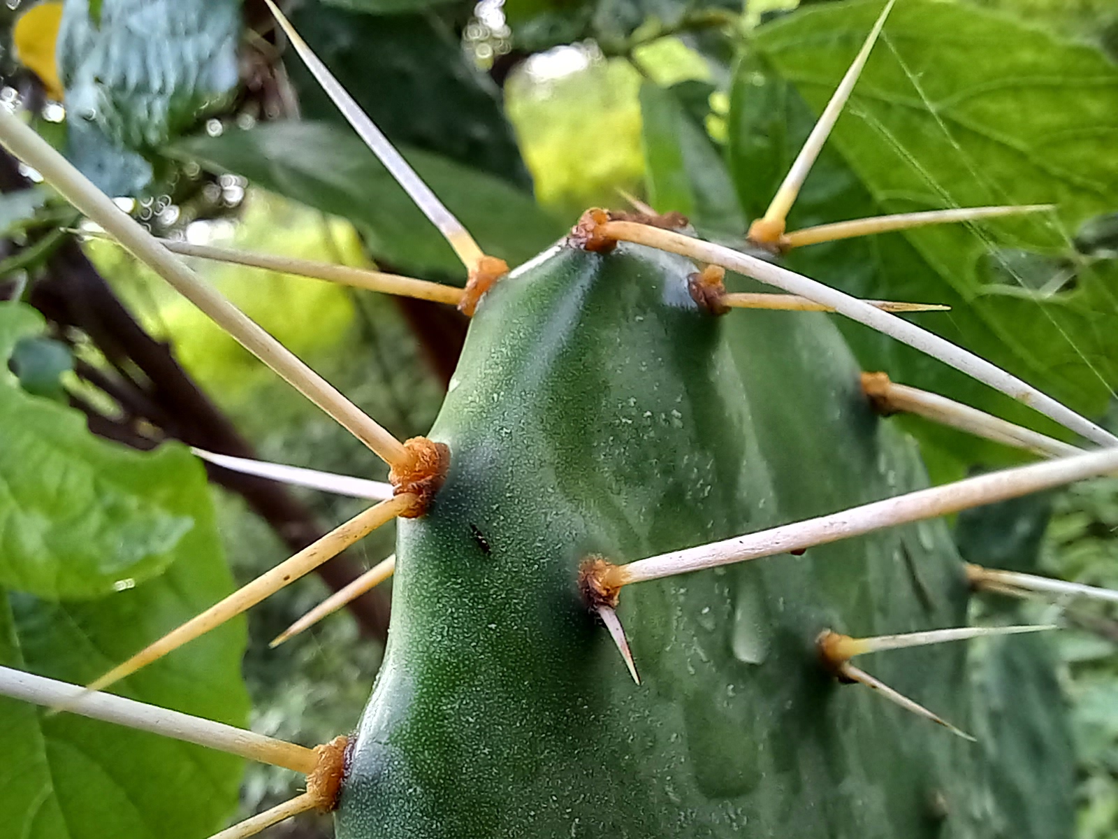 Detalle Primer plano de un cactus
