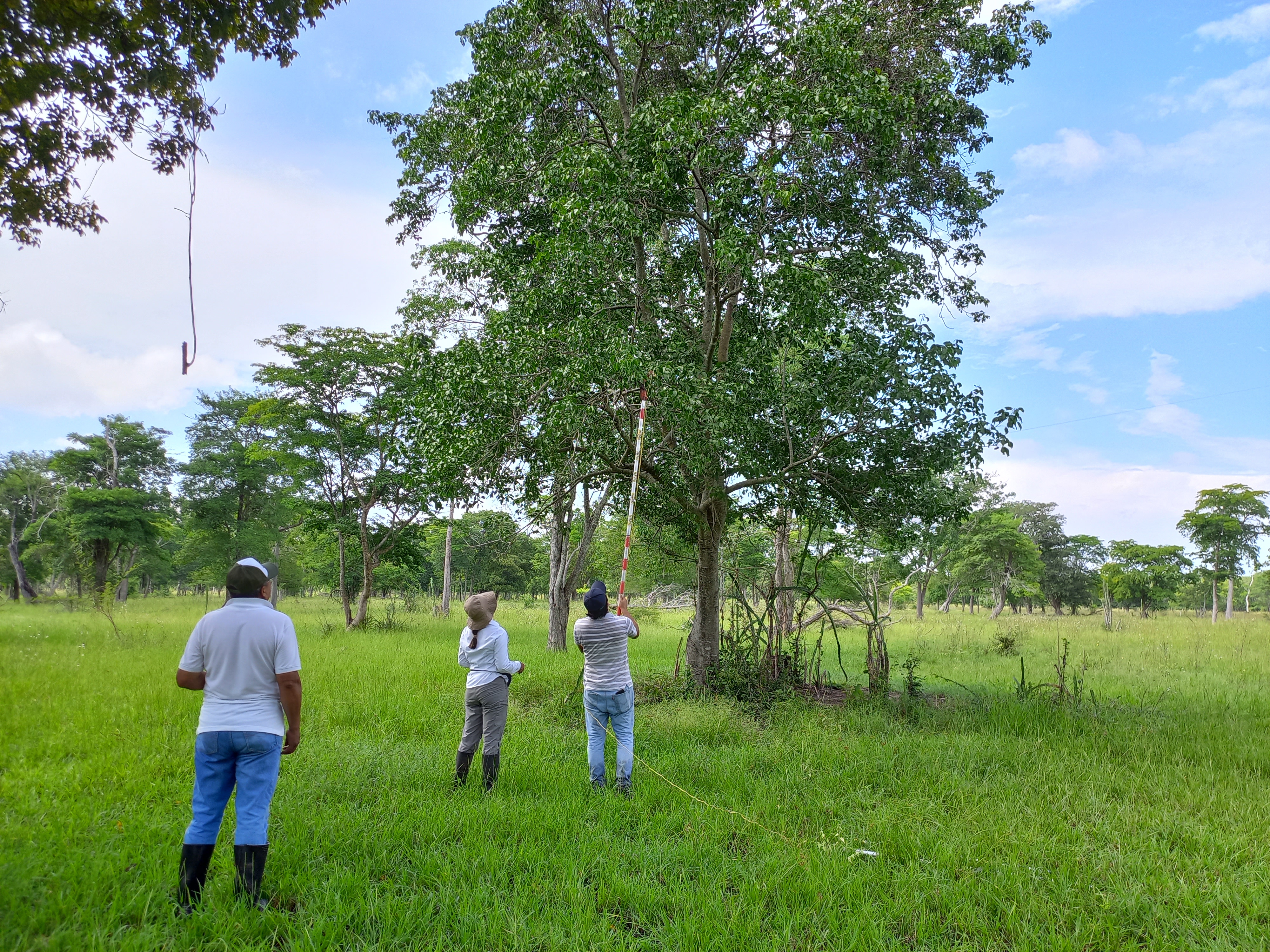Personas haciendo medicion de un arbol